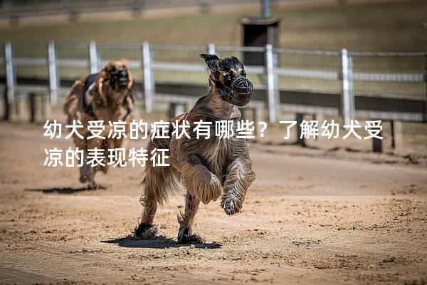 幼犬受凉的症状有哪些？了解幼犬受凉的表现特征