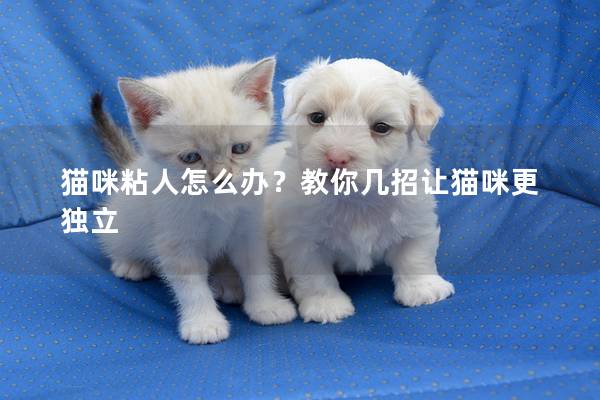 猫咪粘人怎么办？教你几招让猫咪更独立