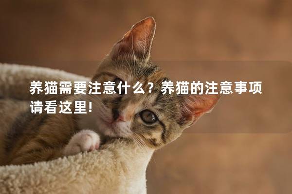 养猫需要注意什么？养猫的注意事项请看这里!