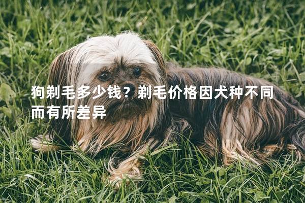 狗剃毛多少钱？剃毛价格因犬种不同而有所差异