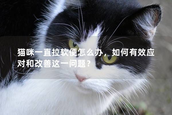 猫咪一直拉软便怎么办，如何有效应对和改善这一问题？