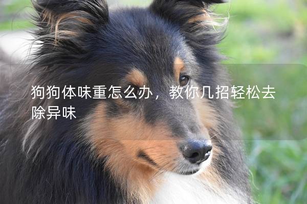 狗狗体味重怎么办，教你几招轻松去除异味