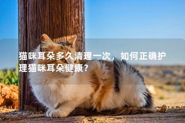 猫咪耳朵多久清理一次，如何正确护理猫咪耳朵健康？