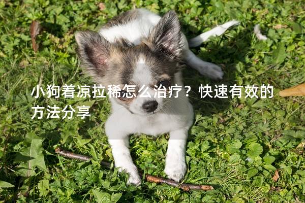 小狗着凉拉稀怎么治疗？快速有效的方法分享