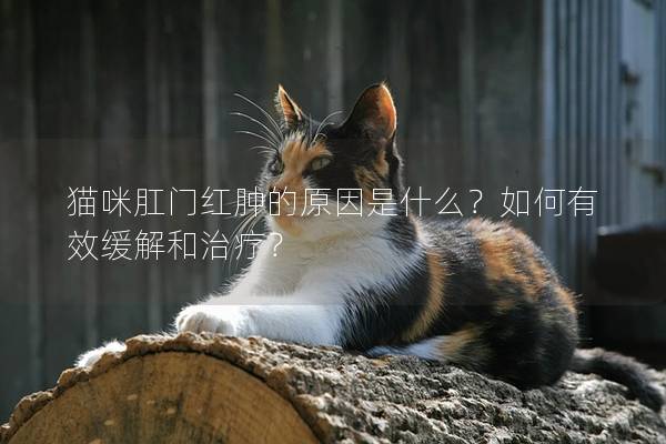 猫咪肛门红肿的原因是什么？如何有效缓解和治疗？