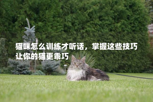 猫咪怎么训练才听话，掌握这些技巧让你的猫更乖巧