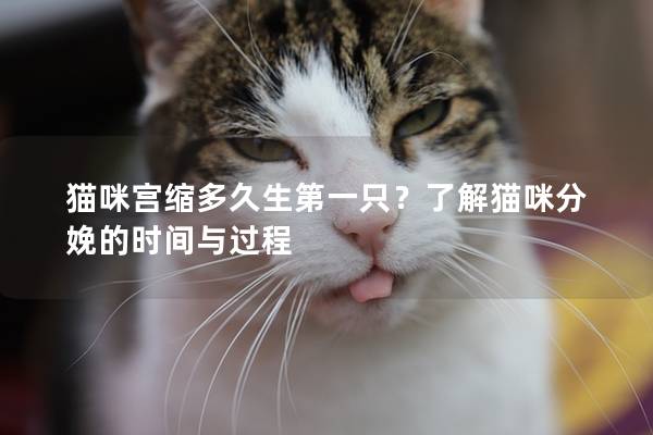 猫咪宫缩多久生第一只？了解猫咪分娩的时间与过程