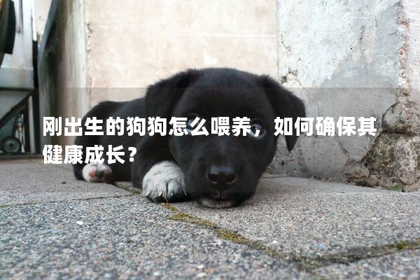 刚出生的狗狗怎么喂养，如何确保其健康成长？