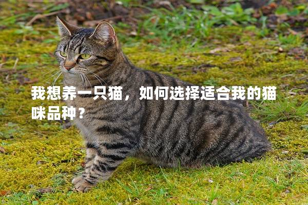 我想养一只猫，如何选择适合我的猫咪品种？