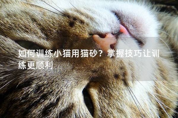 如何训练小猫用猫砂？掌握技巧让训练更顺利