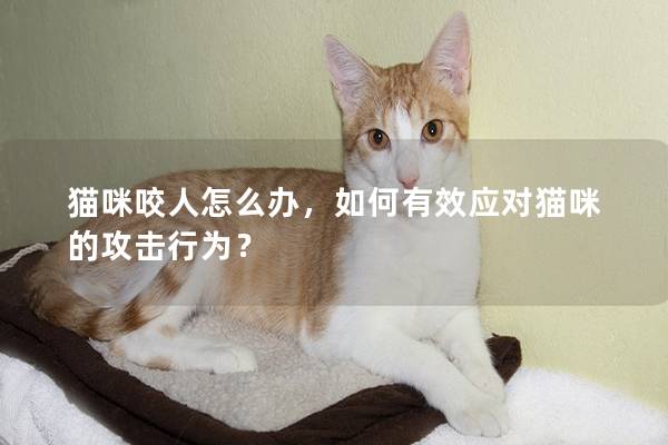 猫咪咬人怎么办，如何有效应对猫咪的攻击行为？