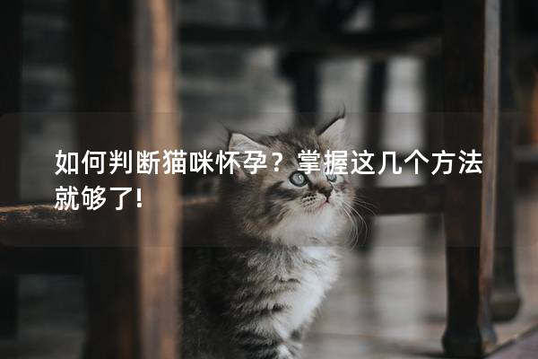 如何判断猫咪怀孕？掌握这几个方法就够了!