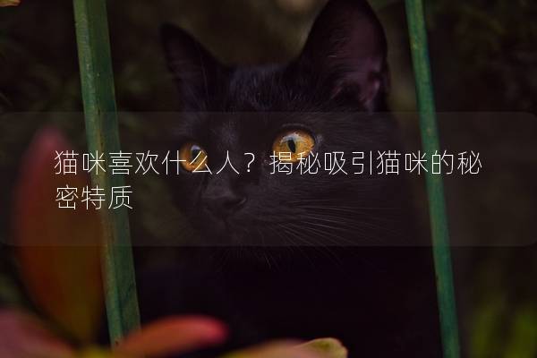 猫咪喜欢什么人？揭秘吸引猫咪的秘密特质