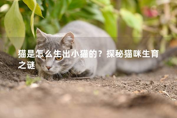 猫是怎么生出小猫的？探秘猫咪生育之谜