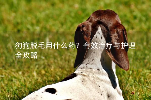 狗狗脱毛用什么药？有效治疗与护理全攻略