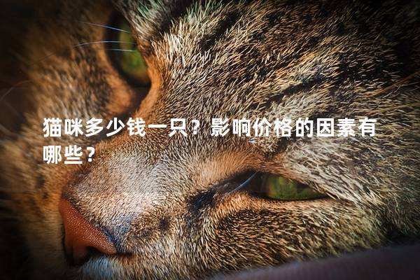 猫咪多少钱一只？影响价格的因素有哪些？