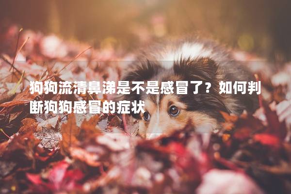 狗狗流清鼻涕是不是感冒了？如何判断狗狗感冒的症状