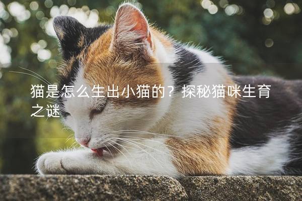 猫是怎么生出小猫的？探秘猫咪生育之谜