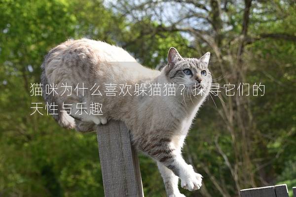 猫咪为什么喜欢躲猫猫？探寻它们的天性与乐趣