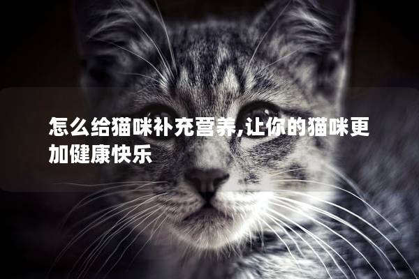 怎么给猫咪补充营养,让你的猫咪更加健康快乐