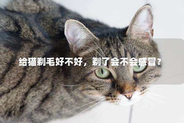 给猫剃毛好不好，剃了会不会感冒？