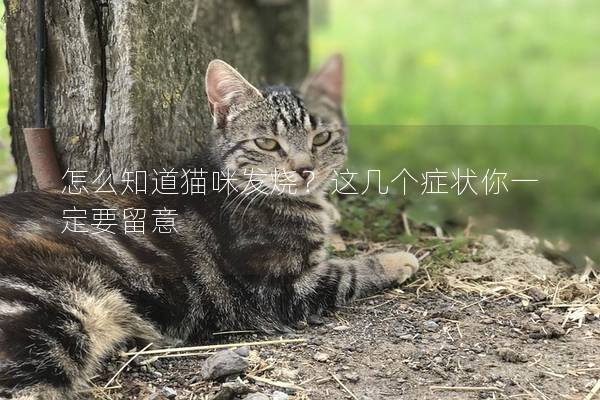 怎么知道猫咪发烧？这几个症状你一定要留意