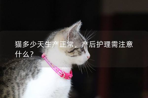 猫多少天生产正常，产后护理需注意什么？