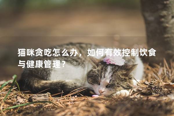 猫咪贪吃怎么办，如何有效控制饮食与健康管理？