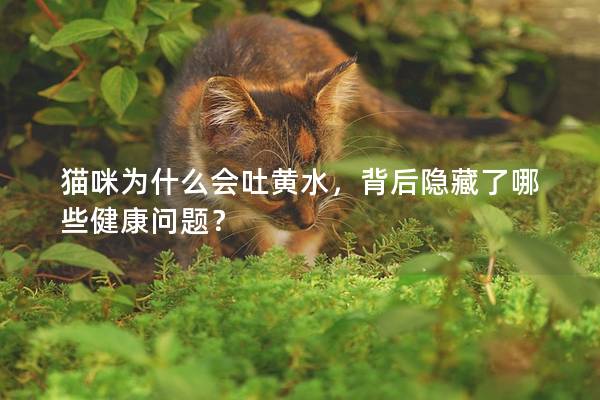 猫咪为什么会吐黄水，背后隐藏了哪些健康问题？