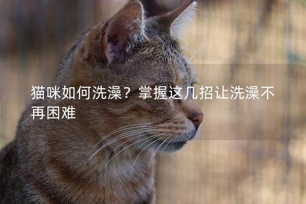 猫咪如何洗澡？掌握这几招让洗澡不再困难