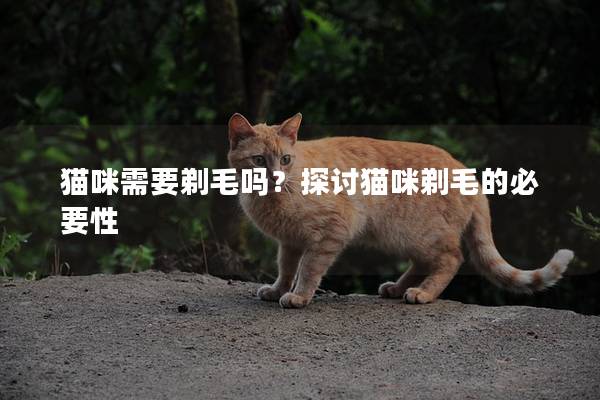 猫咪需要剃毛吗？探讨猫咪剃毛的必要性