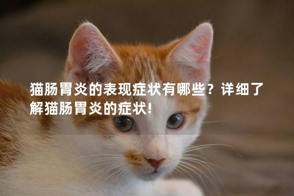 猫肠胃炎的表现症状有哪些？详细了解猫肠胃炎的症状!