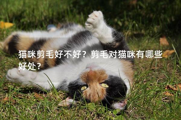 猫咪剪毛好不好？剪毛对猫咪有哪些好处？