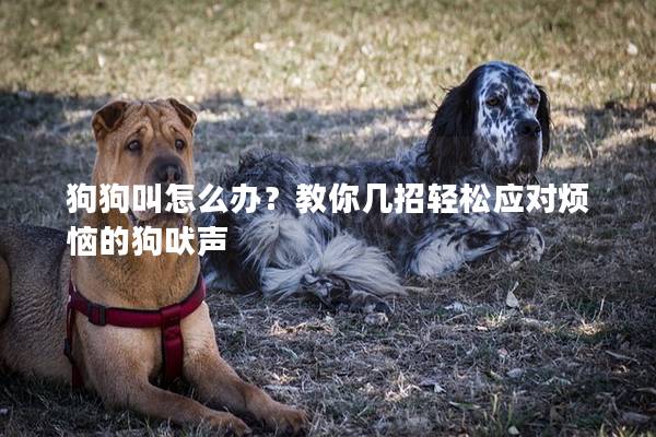 狗狗叫怎么办？教你几招轻松应对烦恼的狗吠声