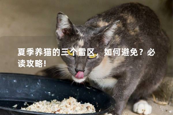 夏季养猫的三个雷区，如何避免？必读攻略!