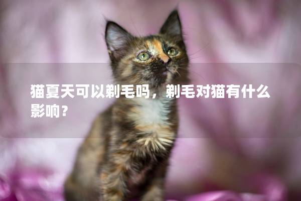 猫夏天可以剃毛吗，剃毛对猫有什么影响？