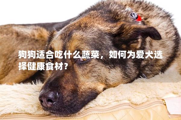 狗狗适合吃什么蔬菜，如何为爱犬选择健康食材？