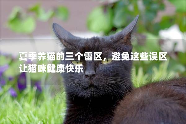 夏季养猫的三个雷区，避免这些误区让猫咪健康快乐