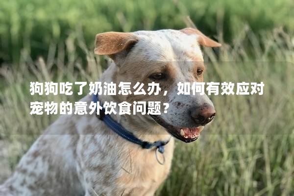 狗狗吃了奶油怎么办，如何有效应对宠物的意外饮食问题？