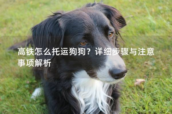 高铁怎么托运狗狗？详细步骤与注意事项解析