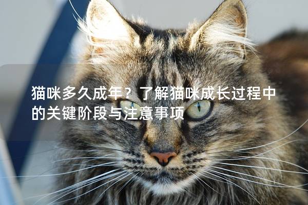 猫咪多久成年？了解猫咪成长过程中的关键阶段与注意事项