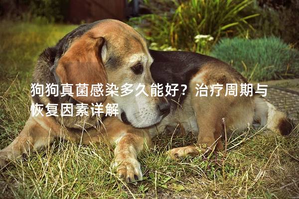 狗狗真菌感染多久能好？治疗周期与恢复因素详解