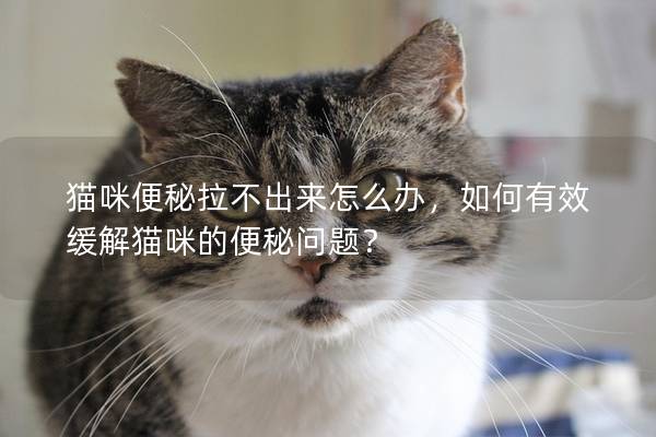 猫咪便秘拉不出来怎么办，如何有效缓解猫咪的便秘问题？