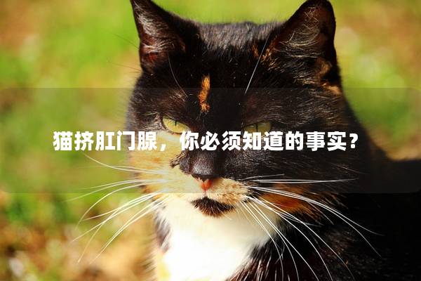 猫挤肛门腺，你必须知道的事实？