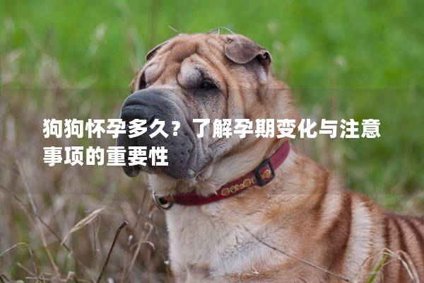 狗狗怀孕多久？了解孕期变化与注意事项的重要性