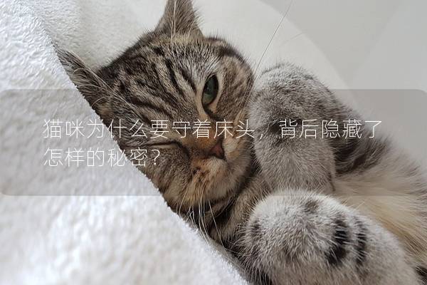 猫咪为什么要守着床头，背后隐藏了怎样的秘密？