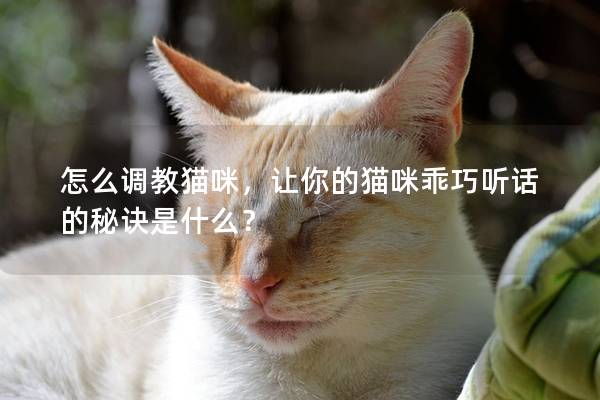 怎么调教猫咪，让你的猫咪乖巧听话的秘诀是什么？