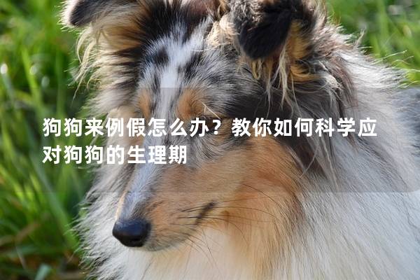 狗狗来例假怎么办？教你如何科学应对狗狗的生理期