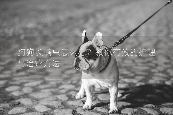 狗狗长螨虫怎么办？教你有效的护理与治疗方法