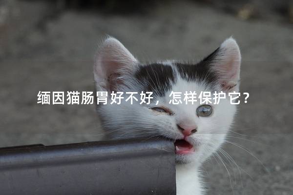 缅因猫肠胃好不好，怎样保护它？